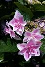 /Images/johnsonnursery/product-images/Hydrangea Double Delights Star Gazer060716_uqt6tf8u9.jpg